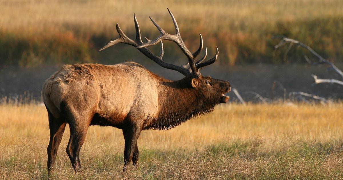 big elk in field calling