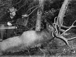 Fred Bear with Elk