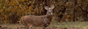 Hunting Whitetail in West Virginia